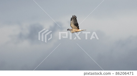 旋轉的沼澤鷂 86206471