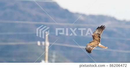 旋轉的沼澤鷂 86206472