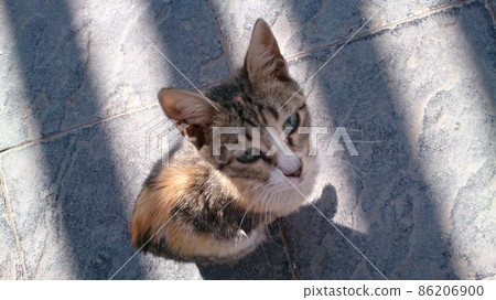 Egyptian friendly stray cat Egyptian friendly stray cat 86206900
