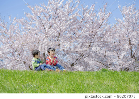 Brothers playing on the bank where cherry blossoms bloom 86207075