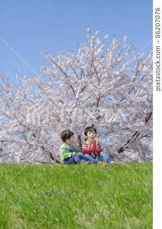 Brothers playing on the bank where cherry blossoms bloom 86207076