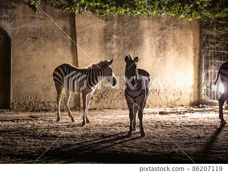 這是一個夜間野生動物園景觀。它是斑馬的剪影圖像。廣島 這是一個夜間野生動物園景觀。它是斑馬的剪影圖像。廣島 86207119