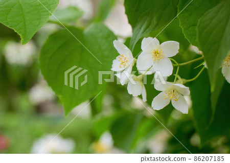 Twig with white jasmine flower in spring Twig with white jasmine flower in spring 86207185