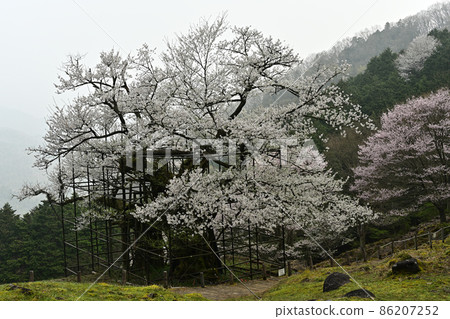 來自垂海的大櫻花 86207252