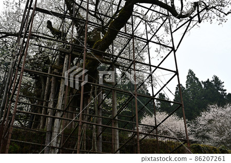 來自垂海的大櫻花 86207261