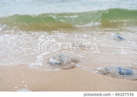 jellyfish jellyfish 86207556