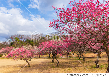 Odaka Green Park, plum blossoms in full bloom <Nagoya City, Aichi Prefecture> 86207574