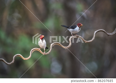 Yellow billed Cardinal,perched on a liana,Pantanal forest, Brazil Yellow billed Cardinal,perched on a liana,Pantanal forest, Brazil 86207685