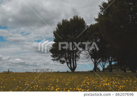 Flowery landscape in the plain, La Pampa, Patagonia, Argentina 86207696