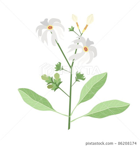 Bunch of Nyctanthes Arbor-tristis or Night Flowering Jasmine Bunch of Nyctanthes Arbor-tristis or Night Flowering Jasmine 86208174