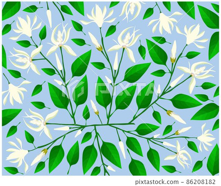 Background of Michelia Alba or White Champaca on Tree 86208182