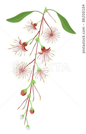 Indian Oak Flower or Barringtonai Acutangula Flowers 86208184