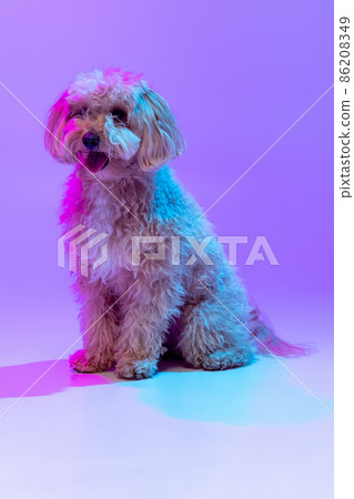 Beautiful dog, maltipoo golden color posing isolated over purple background in neon light. Concept of beauty, breed, pets, animal life. 86208349