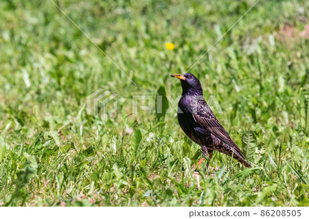The common starling or European starling (Sturnus vulgaris), also known simply as the starling in Great Britain and Ireland, is a medium-sized passerine bird in the starling family, Sturnidae. The common starling or European starling (Sturnus vulgaris), also known simply as the starling in Great Britain and Ireland, is a medium-sized passerine bird in the starling family, Sturnidae. 86208505