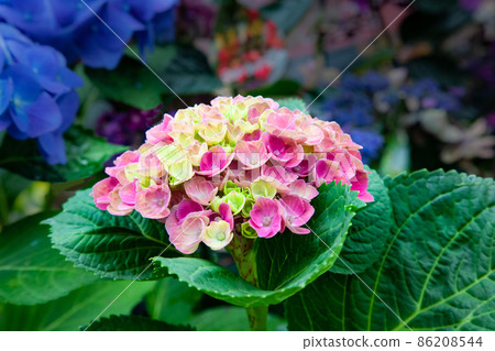 High Transia Hydrangea Pink Green Flower High Transia Hydrangea Pink Green Flower 86208544
