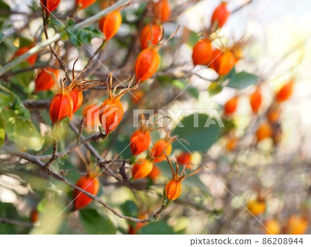 A lot of orange gardenia fruits 86208944