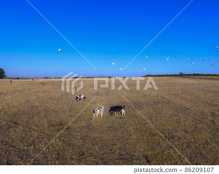 Steers fed with natural grass, Pampas, Argentina Steers fed with natural grass, Pampas, Argentina 86209107