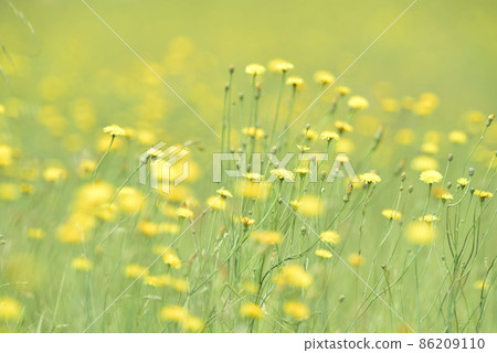 Flowery landscape in the plain, La Pampa, Patagonia, Argentina Flowery landscape in the plain, La Pampa, Patagonia, Argentina 86209110