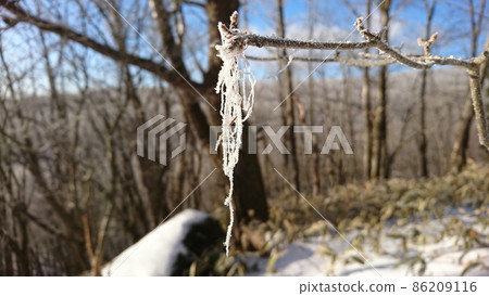 Thread-like lichen that frosts and shines in the morning sun Thread-like lichen that frosts and shines in the morning sun 86209116