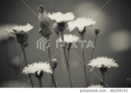 Flowery landscape in the plain, La Pampa,  86209142