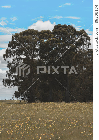 Flowery landscape in the plain, La Pampa 86209174