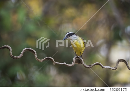 Great Kiskadee, Pantanal,Brazil Great Kiskadee, Pantanal,Brazil 86209175