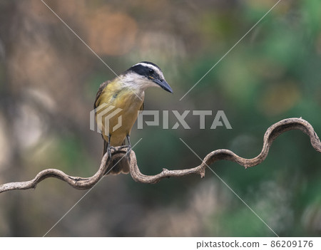 Great Kiskadee, Pantanal,Brazil Great Kiskadee, Pantanal,Brazil 86209176