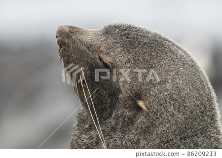 Antarctic fur seal an beach, Antartic peninsula. Antarctic fur seal an beach, Antartic peninsula. 86209213