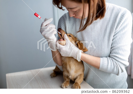 Pet dog care genetic test 86209362