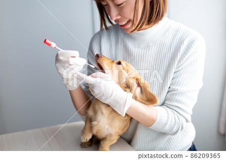 Pet dog care genetic test 86209365