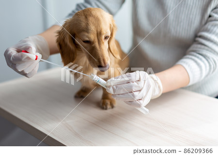 Pet dog care genetic test Pet dog care genetic test 86209366
