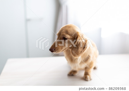Pet dog Kaninhen Dachshund 86209368