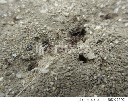 Ali's nest Ali's nest 86209392