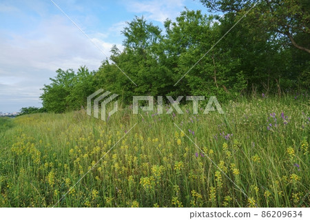 Refreshing spring morning, riverside plants and sky 86209634
