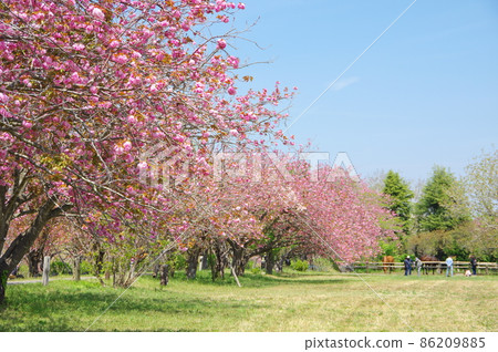 重瓣櫻花盛開的秋元牧場(千葉縣長良町) 重瓣櫻花盛開的秋元牧場(千葉縣長良町) 86209885
