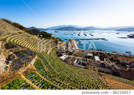 愛媛縣、優須的馬鈴薯和宇和島灣 愛媛縣、優須的馬鈴薯和宇和島灣 86210057