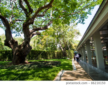 The shade of big tree for those who walk through The shade of big tree for those who walk through 86210150