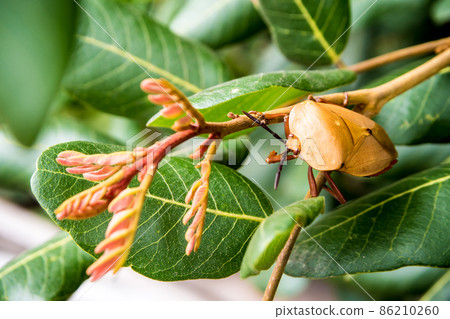 Longan stink bug catch on the bouquet of young Longan leaves Longan stink bug catch on the bouquet of young Longan leaves 86210260