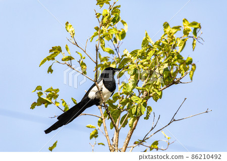 Magpie and wood 86210492