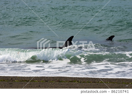Orcas hunting sea lions, Patagonia , Argentina 86210741