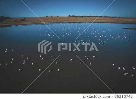 Flamingos in Patagonia, Aerial view,Argentina 86210742