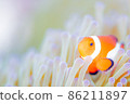Anemone fish and sea anemone 86211897