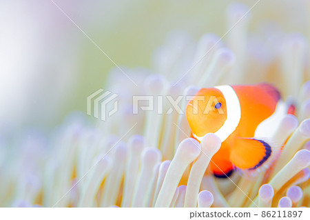 Anemone fish and sea anemone Anemone fish and sea anemone 86211897