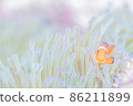 Anemone fish and sea anemone 86211899