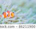 Anemone fish and sea anemone 86211900