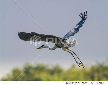White necked heron, Pantanal , Brazil 86212006