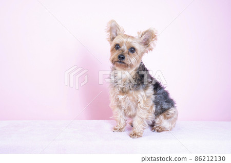 Pinkback and yorkshire terrier Pinkback and yorkshire terrier 86212130