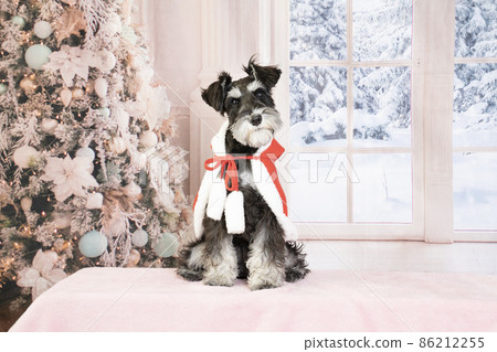 Miniature clearance schnauzer costumes