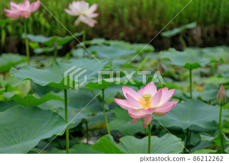 Lotus flower Lotus flower 86212262