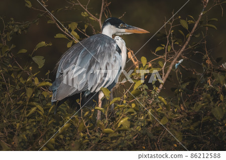 White necked heron, Pantanal , Brazil White necked heron, Pantanal , Brazil 86212588
